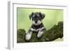 Miniature Schnauzer Puppy (6 Weeks Old) on a Mossy Log-null-Framed Premium Photographic Print