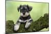 Miniature Schnauzer Puppy (6 Weeks Old) on a Mossy Log-null-Mounted Premium Photographic Print