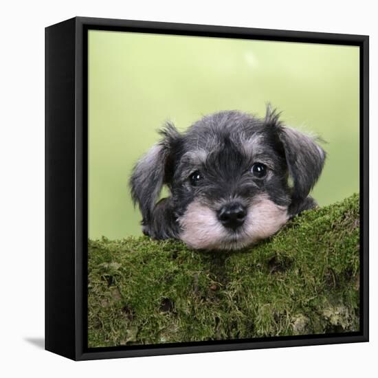 Miniature Schnauzer Puppy (6 Weeks Old) on a Mossy Log-null-Framed Stretched Canvas