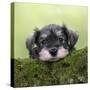 Miniature Schnauzer Puppy (6 Weeks Old) on a Mossy Log-null-Stretched Canvas