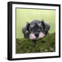 Miniature Schnauzer Puppy (6 Weeks Old) on a Mossy Log-null-Framed Premium Photographic Print