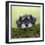 Miniature Schnauzer Puppy (6 Weeks Old) on a Mossy Log-null-Framed Premium Photographic Print