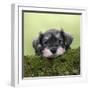 Miniature Schnauzer Puppy (6 Weeks Old) on a Mossy Log-null-Framed Premium Photographic Print