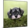 Miniature Schnauzer Puppy (6 Weeks Old) on a Mossy Log-null-Mounted Premium Photographic Print