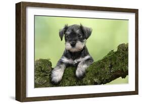 Miniature Schnauzer Puppy (6 Weeks Old) on a Mossy Log-null-Framed Photographic Print