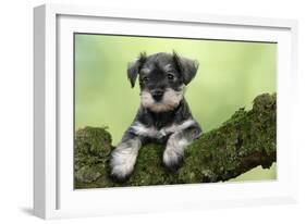 Miniature Schnauzer Puppy (6 Weeks Old) on a Mossy Log-null-Framed Photographic Print