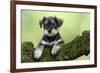 Miniature Schnauzer Puppy (6 Weeks Old) on a Mossy Log-null-Framed Photographic Print