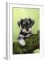 Miniature Schnauzer Puppy (6 Weeks Old) on a Mossy Log-null-Framed Photographic Print