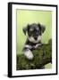 Miniature Schnauzer Puppy (6 Weeks Old) on a Mossy Log-null-Framed Photographic Print