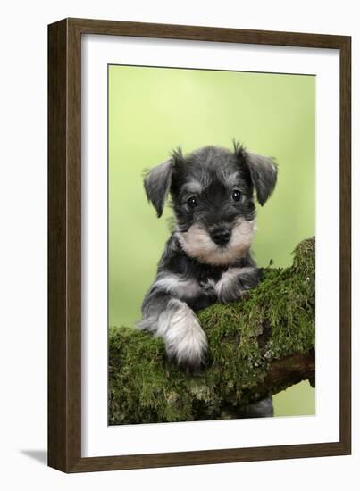 Miniature Schnauzer Puppy (6 Weeks Old) on a Mossy Log-null-Framed Photographic Print