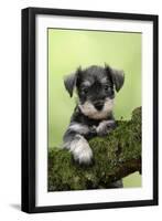 Miniature Schnauzer Puppy (6 Weeks Old) on a Mossy Log-null-Framed Photographic Print