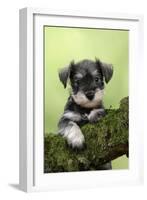 Miniature Schnauzer Puppy (6 Weeks Old) on a Mossy Log-null-Framed Photographic Print