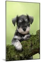Miniature Schnauzer Puppy (6 Weeks Old) on a Mossy Log-null-Mounted Photographic Print