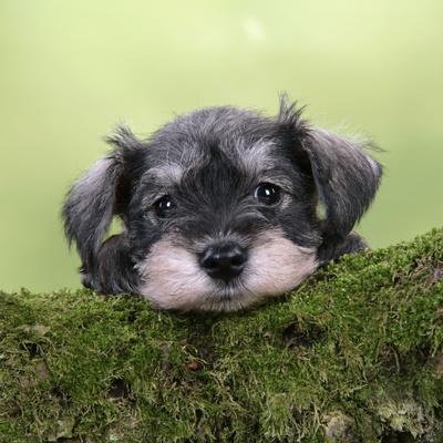 schnauzer puppy