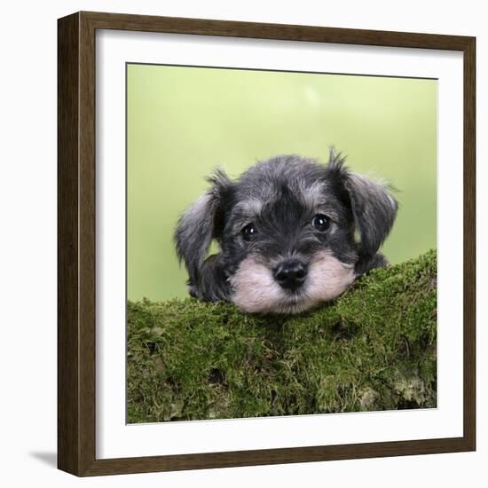 Miniature Schnauzer Puppy (6 Weeks Old) on a Mossy Log-null-Framed Photographic Print