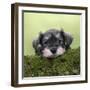 Miniature Schnauzer Puppy (6 Weeks Old) on a Mossy Log-null-Framed Photographic Print