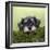 Miniature Schnauzer Puppy (6 Weeks Old) on a Mossy Log-null-Framed Photographic Print