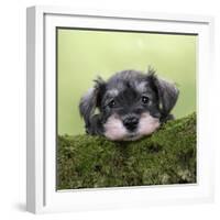 Miniature Schnauzer Puppy (6 Weeks Old) on a Mossy Log-null-Framed Photographic Print