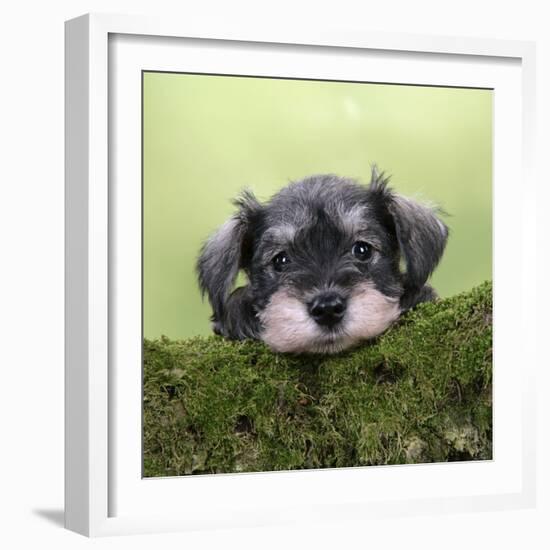 Miniature Schnauzer Puppy (6 Weeks Old) on a Mossy Log-null-Framed Photographic Print