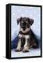 Miniature Schnauzer Puppy (6 Weeks Old) On-null-Framed Stretched Canvas
