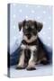 Miniature Schnauzer Puppy (6 Weeks Old) On-null-Stretched Canvas