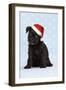 Miniature Schnauzer Puppy (6 Weeks Old) On-null-Framed Photographic Print