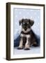 Miniature Schnauzer Puppy (6 Weeks Old) On-null-Framed Photographic Print