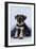 Miniature Schnauzer Puppy (6 Weeks Old) On-null-Framed Photographic Print