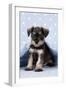 Miniature Schnauzer Puppy (6 Weeks Old) On-null-Framed Photographic Print