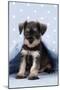 Miniature Schnauzer Puppy (6 Weeks Old) On-null-Mounted Photographic Print