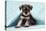 Miniature Schnauzer Puppy (6 Weeks Old)-null-Stretched Canvas