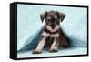 Miniature Schnauzer Puppy (6 Weeks Old)-null-Framed Stretched Canvas