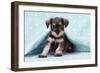 Miniature Schnauzer Puppy (6 Weeks Old)-null-Framed Premium Photographic Print