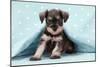 Miniature Schnauzer Puppy (6 Weeks Old)-null-Mounted Premium Photographic Print