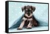 Miniature Schnauzer Puppy (6 Weeks Old)-null-Framed Stretched Canvas