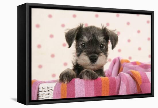 Miniature Schnauzer Puppy (6 Weeks Old)-null-Framed Stretched Canvas