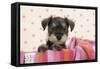 Miniature Schnauzer Puppy (6 Weeks Old)-null-Framed Stretched Canvas