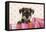 Miniature Schnauzer Puppy (6 Weeks Old)-null-Framed Stretched Canvas