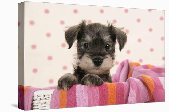 Miniature Schnauzer Puppy (6 Weeks Old)-null-Stretched Canvas