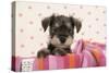 Miniature Schnauzer Puppy (6 Weeks Old)-null-Stretched Canvas