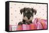 Miniature Schnauzer Puppy (6 Weeks Old)-null-Framed Stretched Canvas