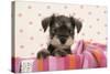 Miniature Schnauzer Puppy (6 Weeks Old)-null-Stretched Canvas