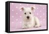 Miniature Schnauzer Puppy (6 Weeks Old)-null-Framed Stretched Canvas