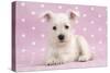 Miniature Schnauzer Puppy (6 Weeks Old)-null-Stretched Canvas