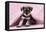 Miniature Schnauzer Puppy (6 Weeks Old)-null-Framed Stretched Canvas