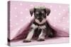 Miniature Schnauzer Puppy (6 Weeks Old)-null-Stretched Canvas