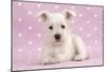 Miniature Schnauzer Puppy (6 Weeks Old)-null-Mounted Photographic Print