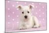 Miniature Schnauzer Puppy (6 Weeks Old)-null-Mounted Photographic Print