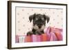 Miniature Schnauzer Puppy (6 Weeks Old)-null-Framed Photographic Print