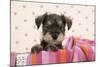 Miniature Schnauzer Puppy (6 Weeks Old)-null-Mounted Photographic Print